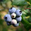 Benefits of Blueberries