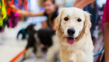Pet Supplies Plus
