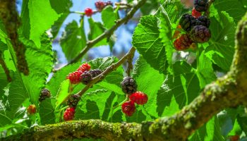 Mulberries – it’s like tMulberries – it’s like they know…hey know…