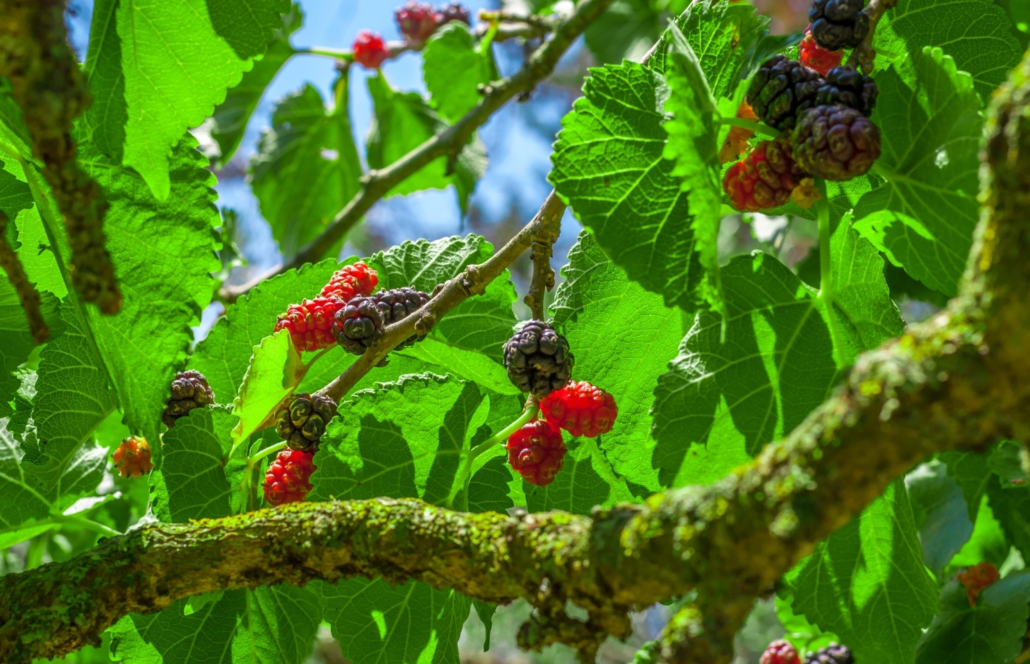 Mulberries – it’s like tMulberries – it’s like they know…hey know…