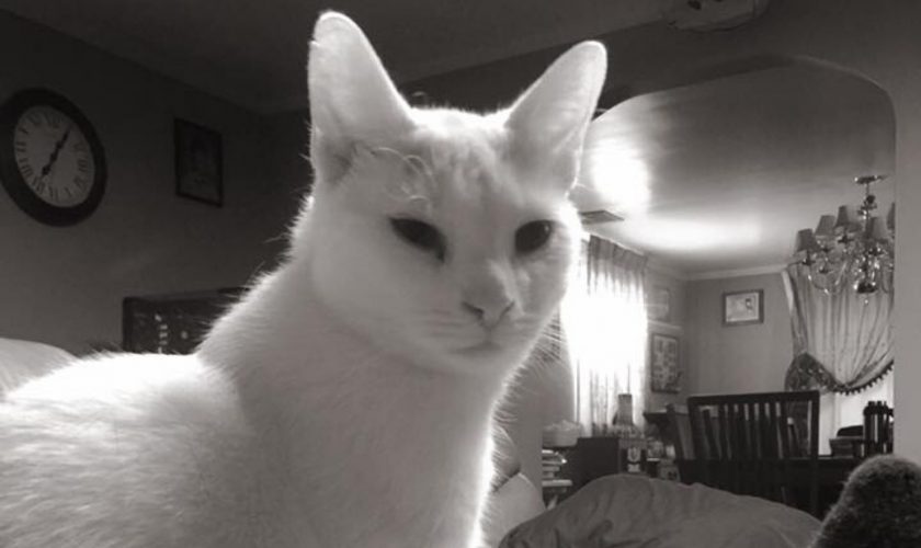 Cats