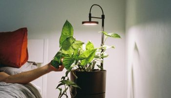 Plant Light Nº1